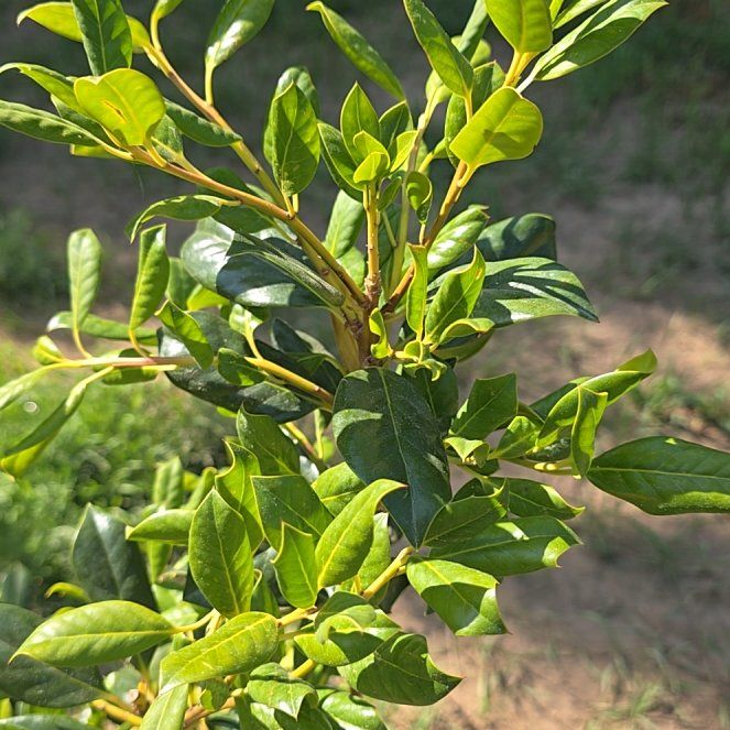 Photo of the plant species Nellie stevens holly by @SuperBroom11 named ChloroPhil on Greg, the plant care app