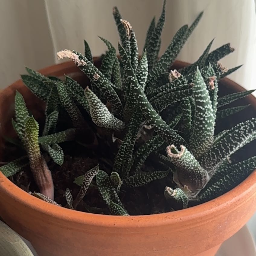 Photo of the plant species Gasteraloe by @AngelRubberfig named Stella on Greg, the plant care app