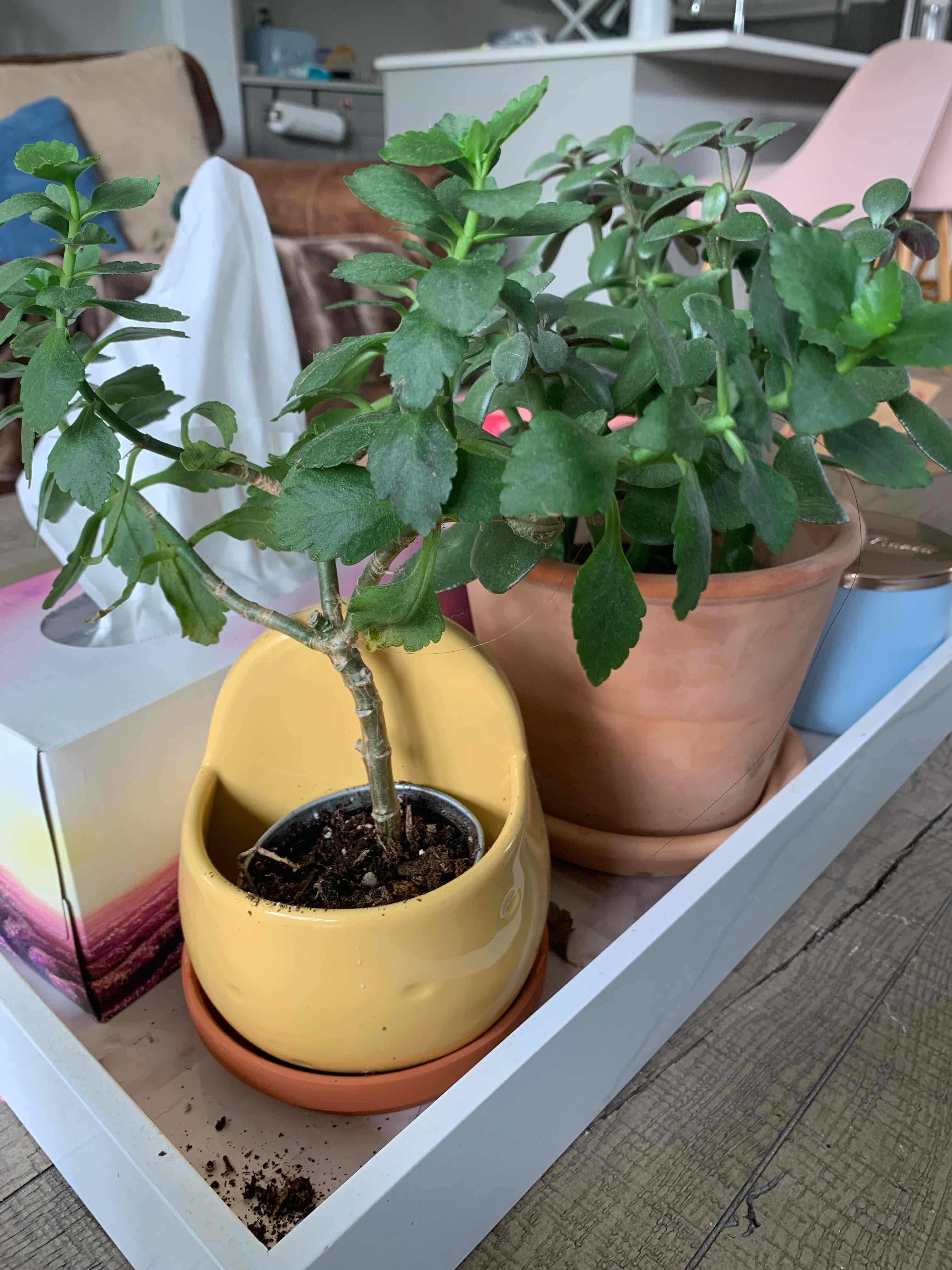 Healthy Cobaea scandens plant with lush green foliage in a terracotta pot, surrounded by hands and a small yellow watering can.