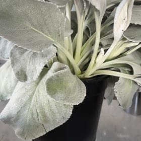 Photo of the plant species Angel Wings Senecio by Jill named Angelica on Greg, the plant care app