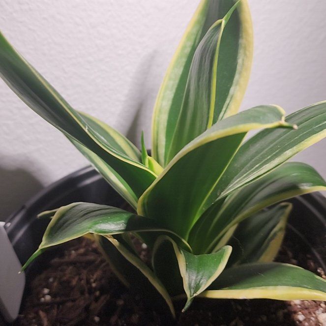 Photo of the plant species Black Gold Snake Plant by @LavishPhalsa6 named Oscar on Greg, the plant care app