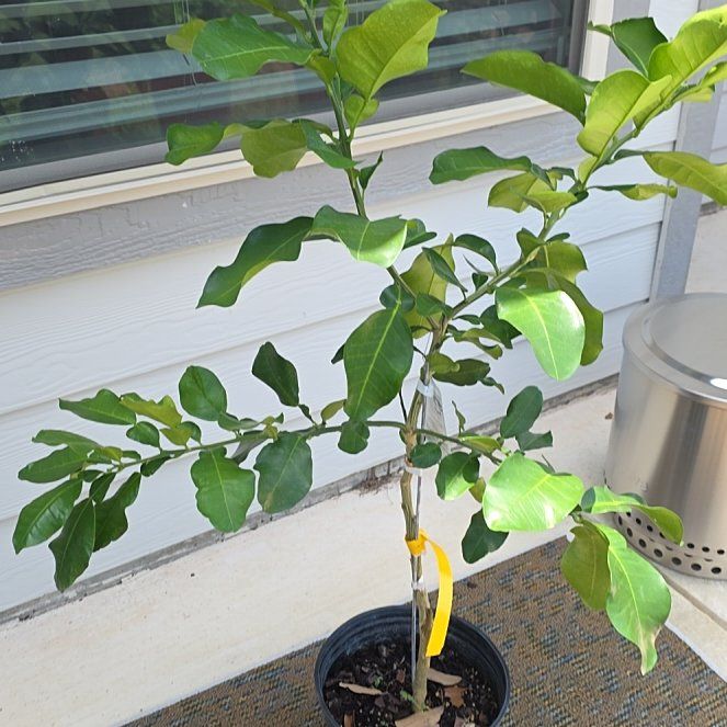 Photo of the plant species pomelo by @JadedCountessa named Mando on Greg, the plant care app