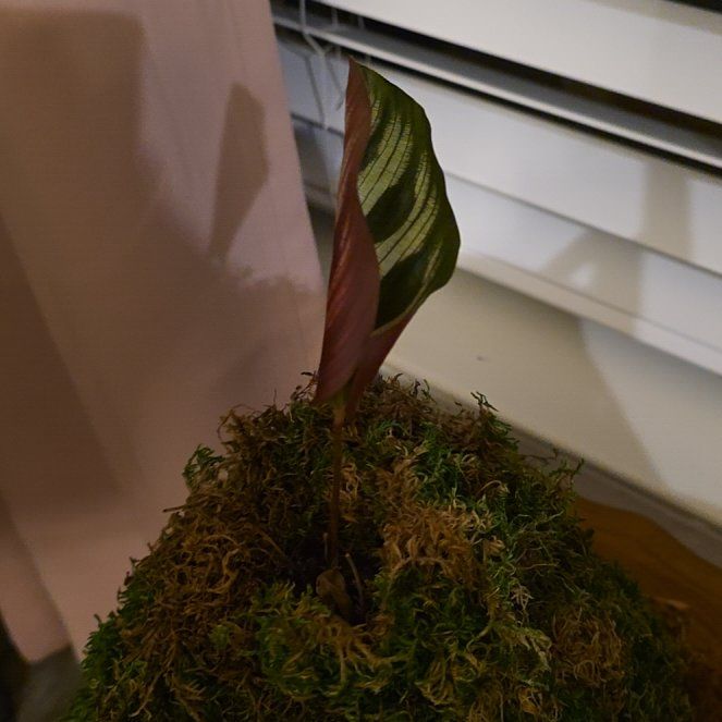 Photo of the plant species Marantha Red by @JadedCountessa named Marley on Greg, the plant care app