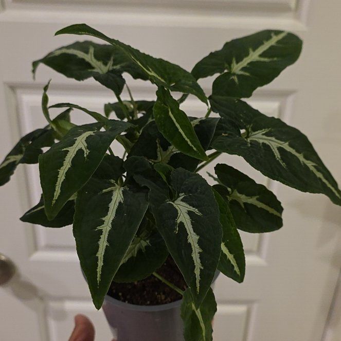 Photo of the plant species Arrrowhead Plant by @JadedCountessa named Maya on Greg, the plant care app
