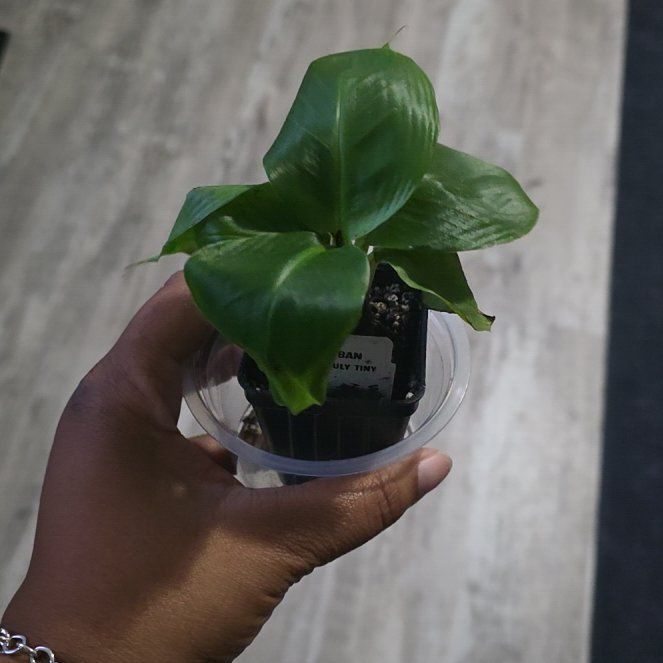 Photo of the plant species Musa 'Truly Tiny' by @JadedCountessa named Mochi on Greg, the plant care app