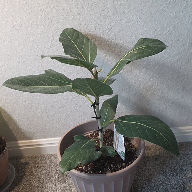 Photo of the plant species Ficus Joy by @JadedCountessa named Sia on Greg, the plant care app