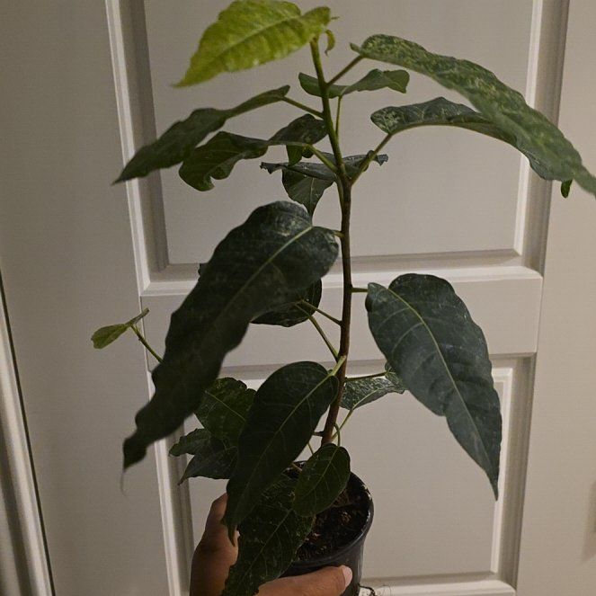 Photo of the plant species Clown Fig by @JadedCountessa named Pennywise on Greg, the plant care app