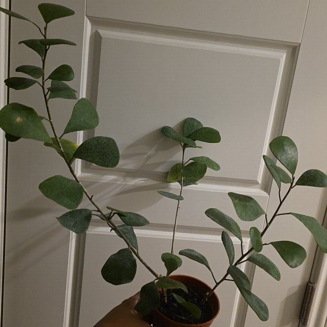 Photo of the plant species Mistletoe Fig by @JadedCountessa named Leonardo on Greg, the plant care app