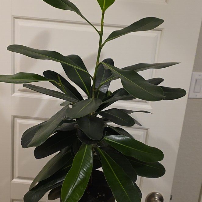 Photo of the plant species Ficus Microcarpa by @JadedCountessa named Navajo on Greg, the plant care app