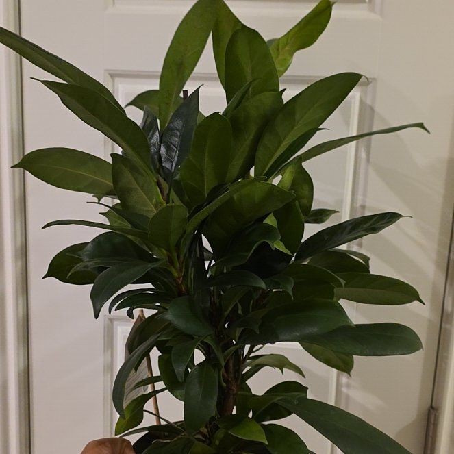 Photo of the plant species African Fig by @JadedCountessa named Tree Diddy on Greg, the plant care app