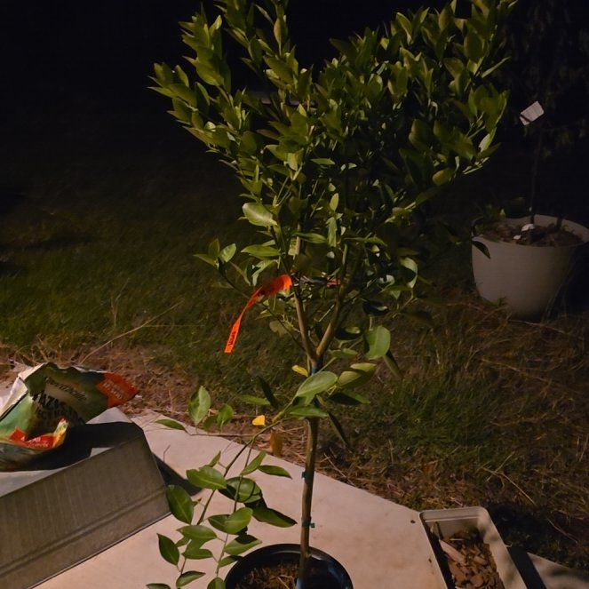 Photo of the plant species Dancy Tangerine by @JadedCountessa named Harper on Greg, the plant care app