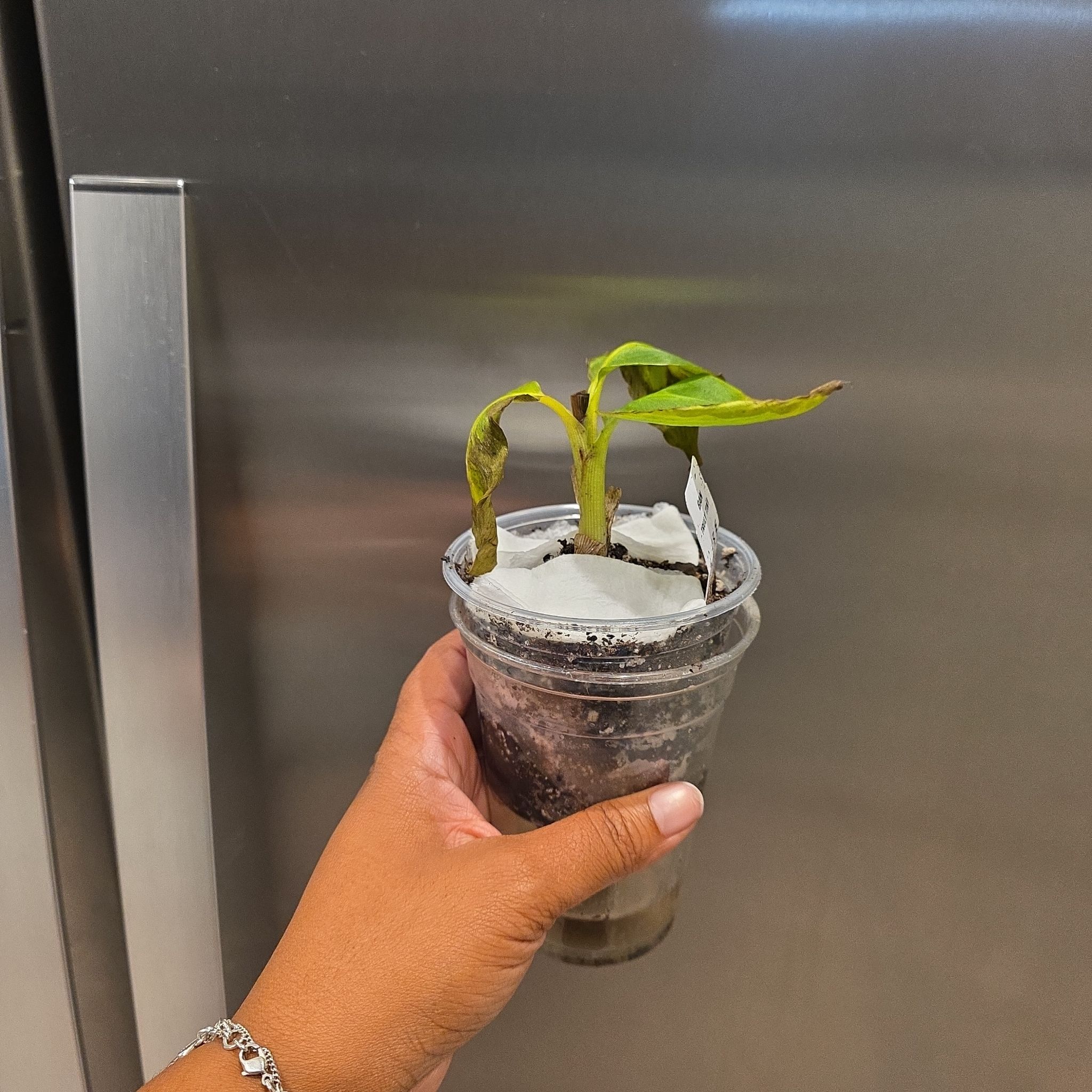 Photo of the plant species Nino by @JadedCountessa named Momiji on Greg, the plant care app
