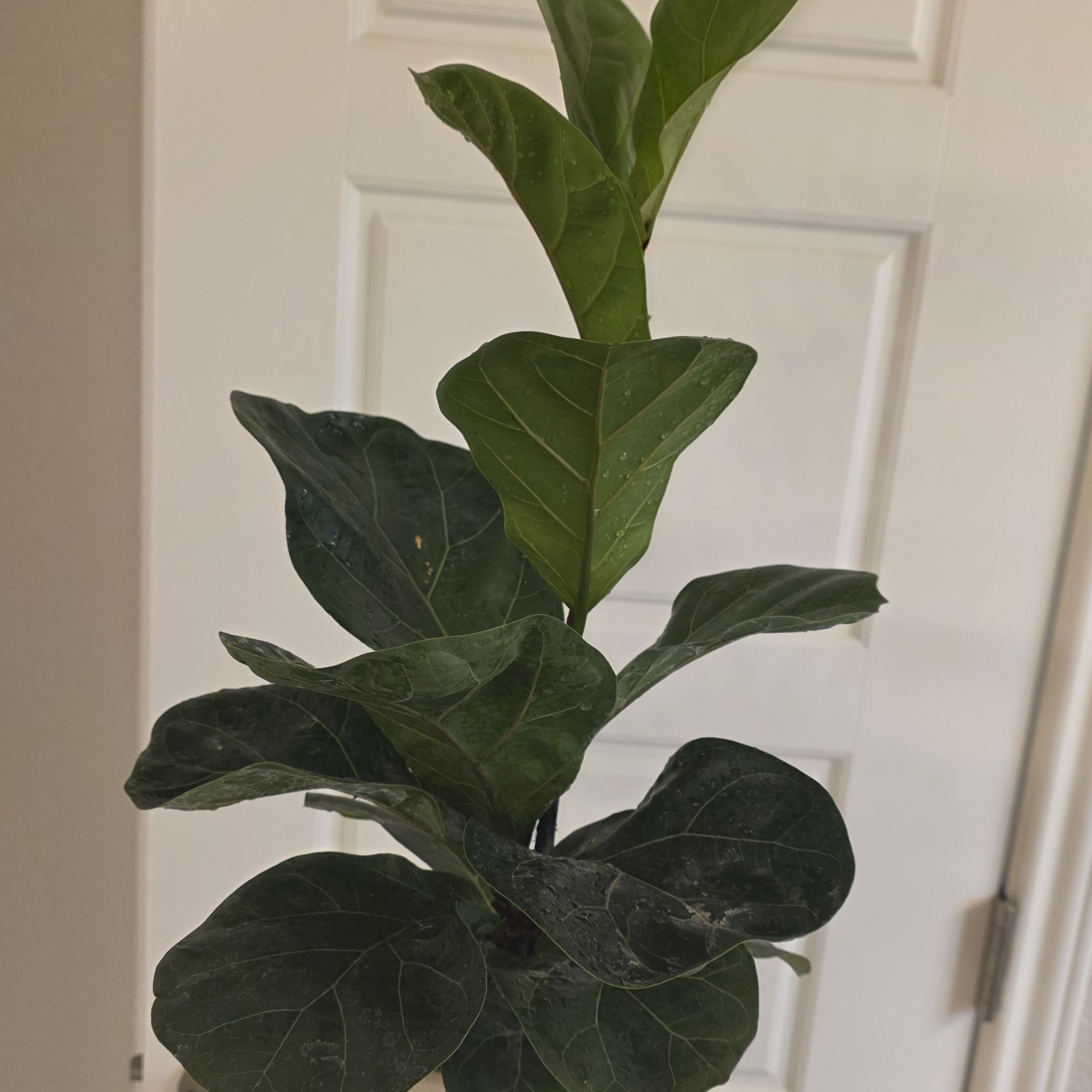 Photo of the plant species Little Fiddle by @JadedCountessa named Hermes on Greg, the plant care app