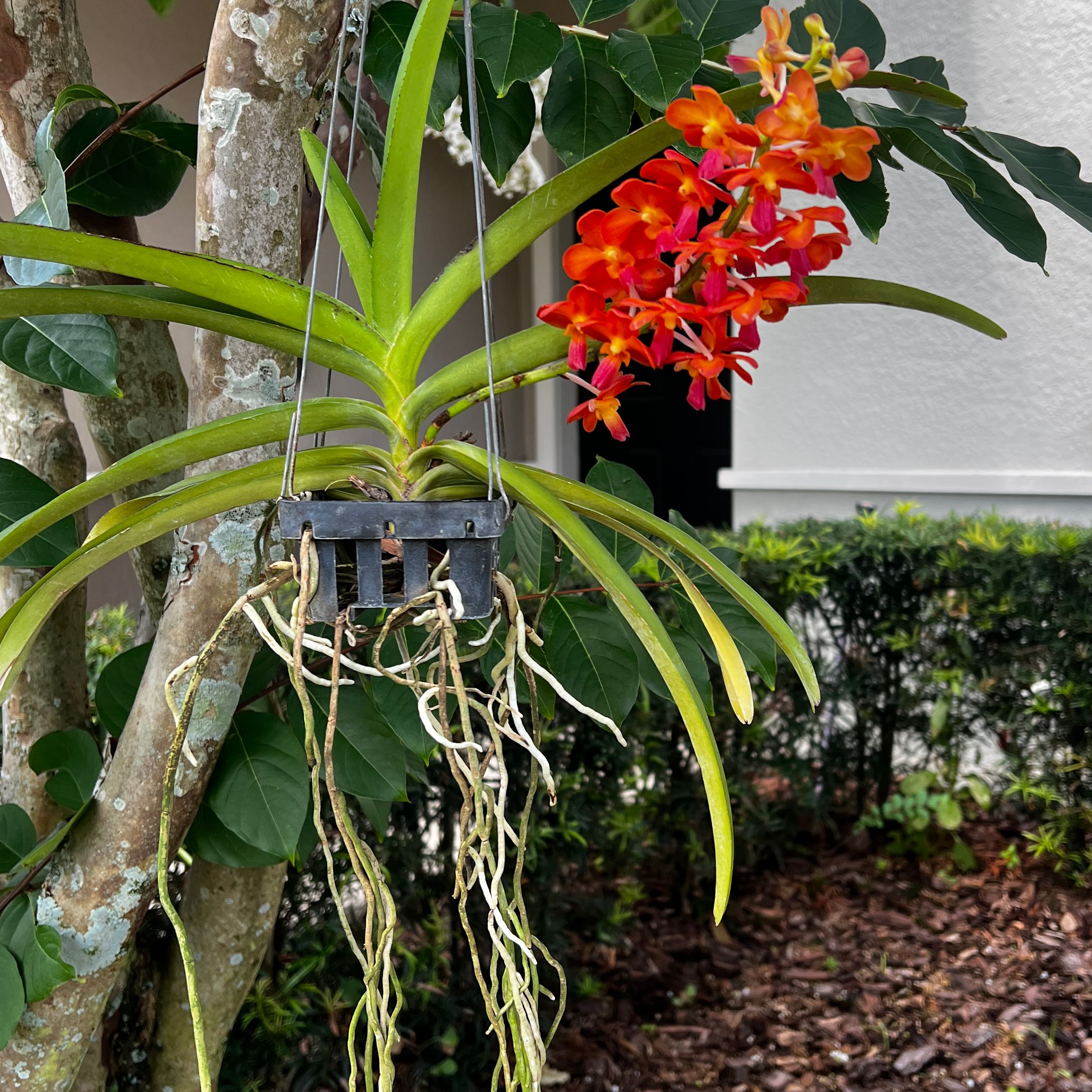 Photo of the plant species Vanda Orchid by @VipBrooklime90 named Ronaldo on Greg, the plant care app