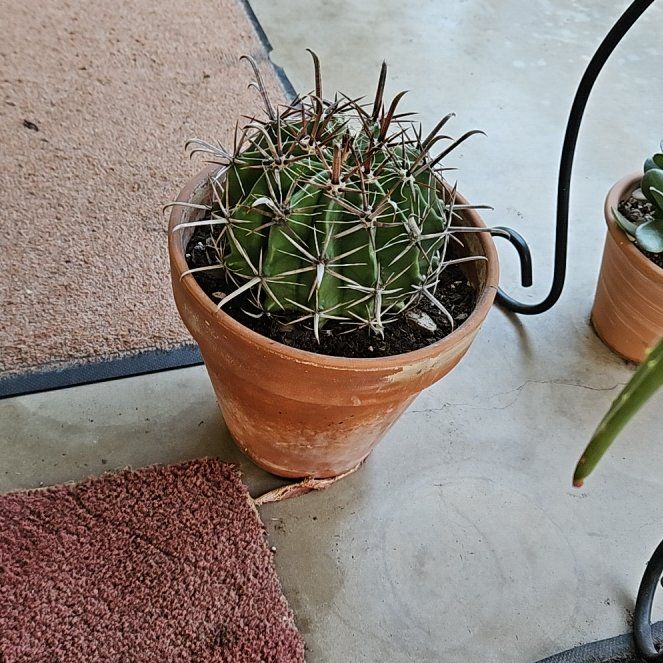 Photo of the plant species Barrel Cactus by @ValidBlinks30 named Naomi on Greg, the plant care app