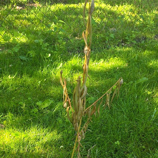 Photo of the plant species Daylily 'Fire Tree' by @FitCatgrass89 named Khaleesi on Greg, the plant care app