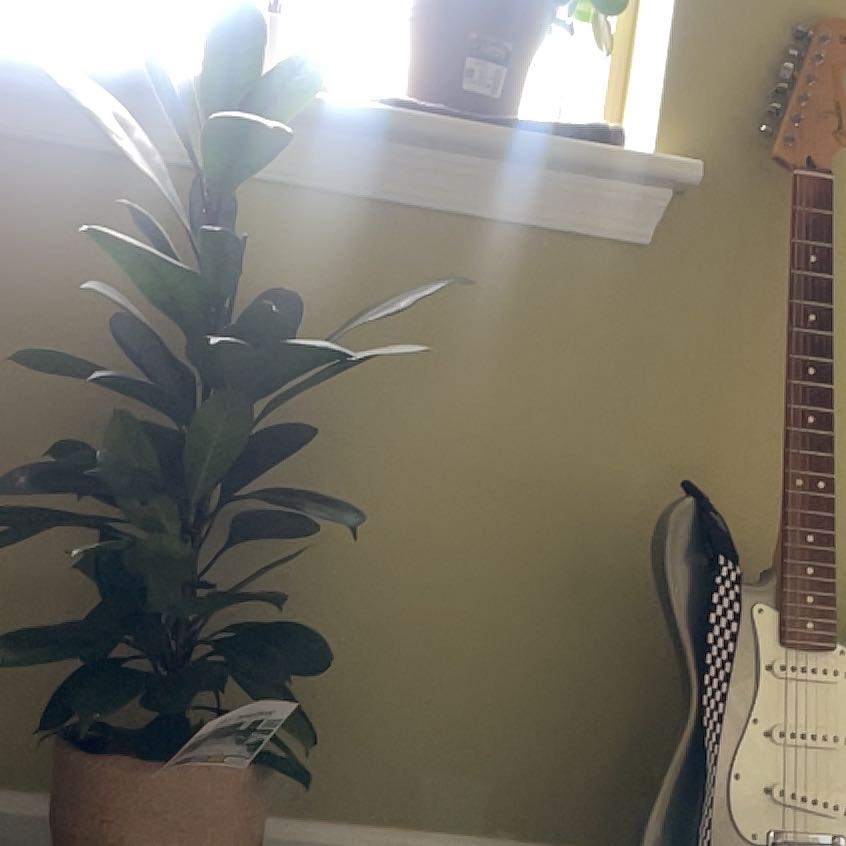 Photo of the plant species African Fig by @JazzyMikimiki30 named Bodhi on Greg, the plant care app