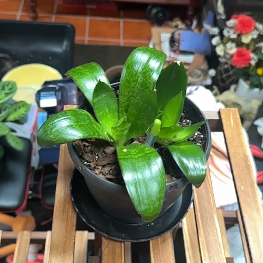 Photo of the plant species Black Jade Snake Plant by @FashionerOxlip named Athena on Greg, the plant care app