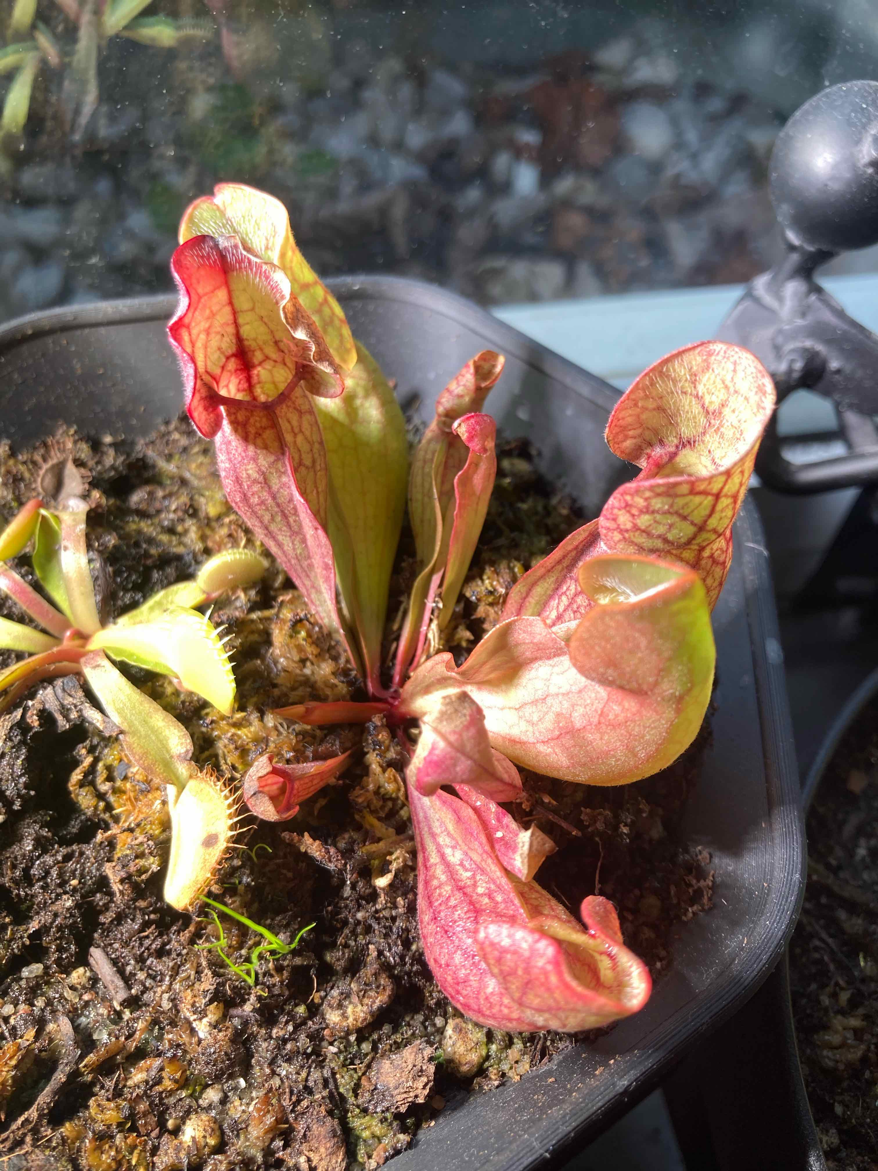 Photo of the plant species Southern Purple Pitcher Plant by @EatingTundra named Ghostface on Greg, the plant care app