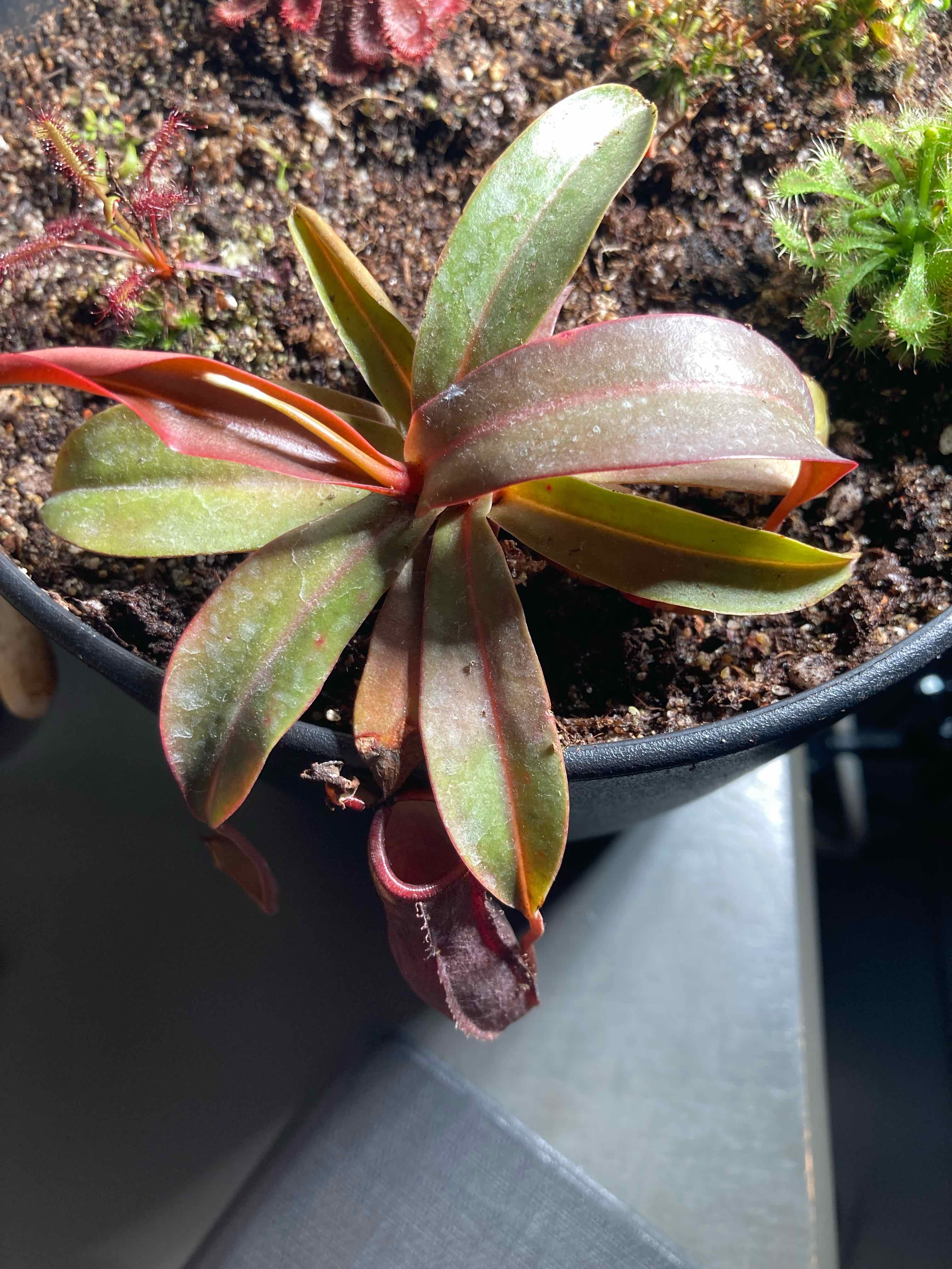 Photo of the plant species Rebecca Soper Pitcher Plant by @EatingTundra named Kayako Saeki on Greg, the plant care app