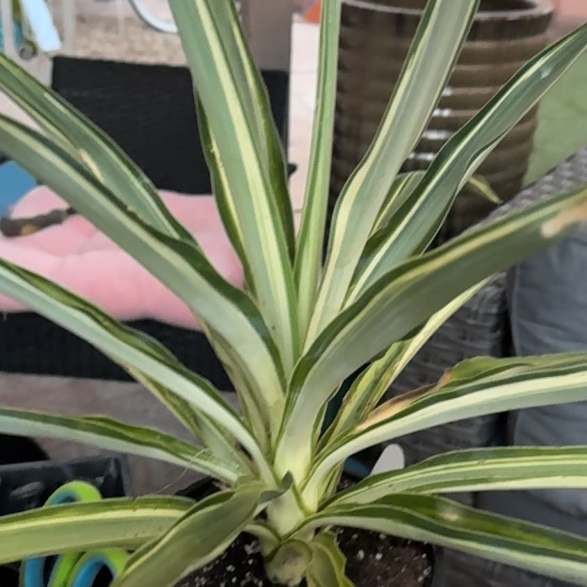 Photo of the plant species Yucca. by @FairCliantro0 named Oscar on Greg, the plant care app