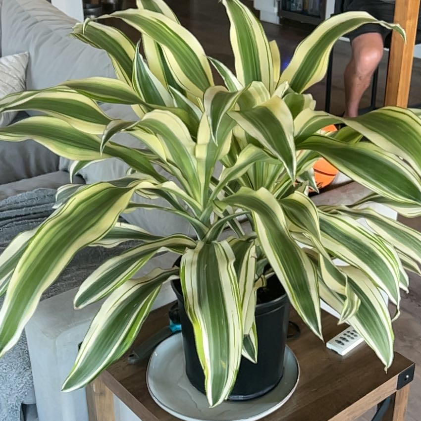 Photo of the plant species Dracaena 'White Aspen' by @HipWildbasil89 named Luna on Greg, the plant care app