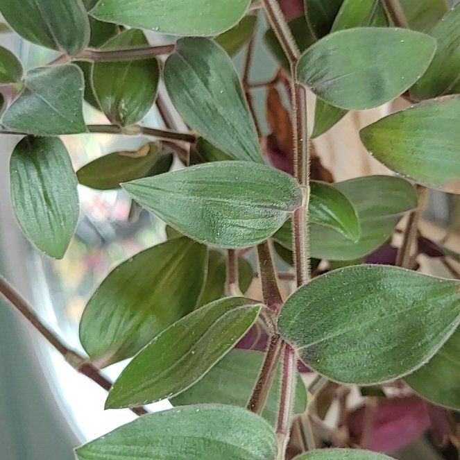 Photo of the plant species Baby Bunny Belly by @WorldlyCoccoon named Taylor Swift on Greg, the plant care app