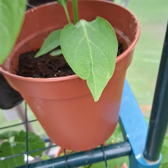 Photo of the plant species Bird's Eye Chili by @Harry311 named Wall-E on Greg, the plant care app