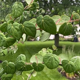 Photo of the plant species Japanese Katsura Tree by @TidyRedhill36 named Dolores on Greg, the plant care app