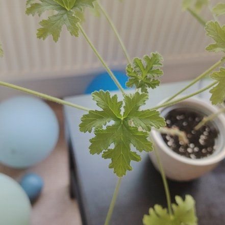 Photo of the plant species Lemon Scented Geranium by @StrategicPhalsa named Foxxy on Greg, the plant care app