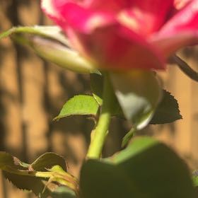 Photo of the plant species Neil Diamond Rose by @CivilCaleypea9 named Lola on Greg, the plant care app