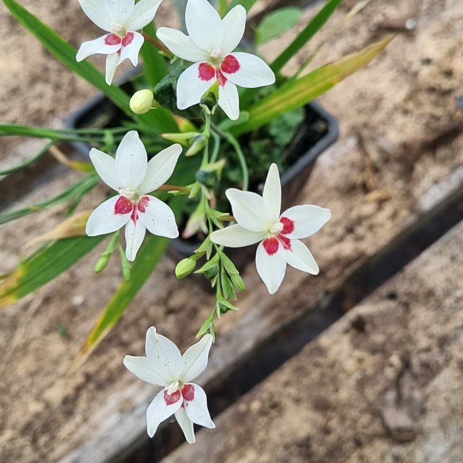 Photo of the plant species Virginia Springbeauty by @GodsendOakfern named Planty on Greg, the plant care app
