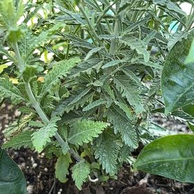 Photo of the plant species Russian Sage 'Crazyblue' by @PrimoCandelilla named Shakira on Greg, the plant care app