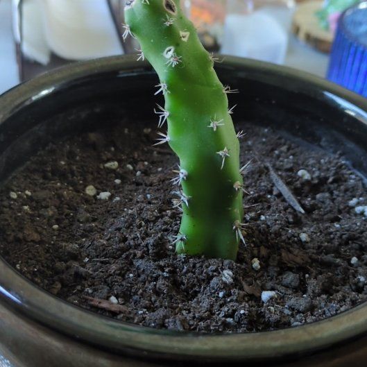 Plant care for Apple Cactus on Greg, the plant care app