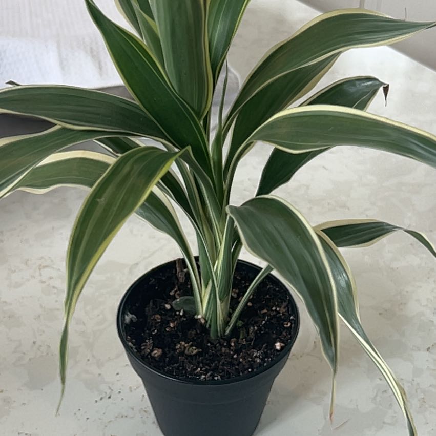 Photo of the plant species Dracaena 'Milky Way' by @WinRosilla80 named Sol on Greg, the plant care app