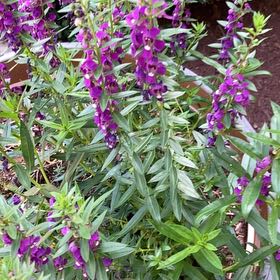 Photo of the plant species Hyssop by @JazzedAgarito65 named Apollo on Greg, the plant care app