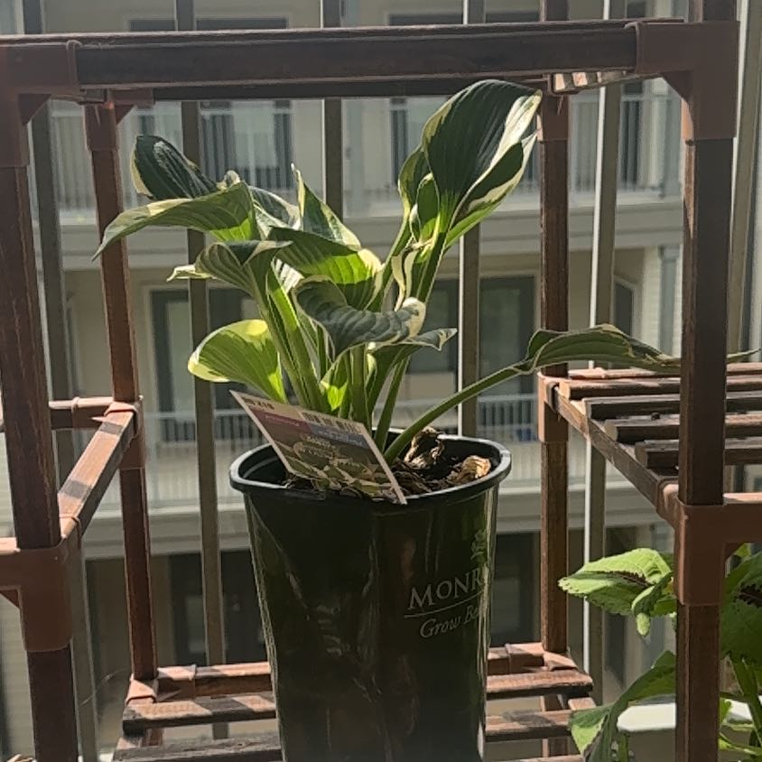 Photo of the plant species Hosta 'Patriot' by @TotalTimeout52 named Zion on Greg, the plant care app
