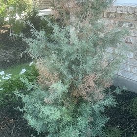Photo of the plant species Cupressus arizonica by @HappyPecan15 named Kobe on Greg, the plant care app