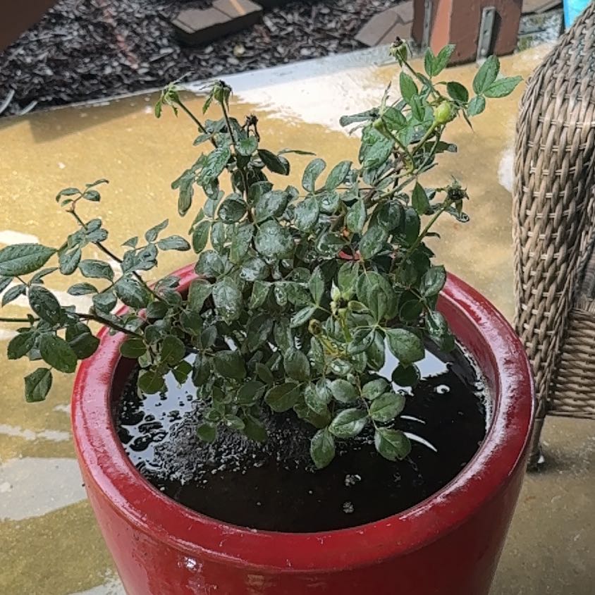 Photo of the plant species Double knock out rose by @SecureDuwei named Ronaldo on Greg, the plant care app