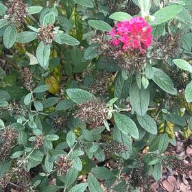 Photo of the plant species Butterfly Bush by @KindPapaya41 named Orlando Bloom on Greg, the plant care app