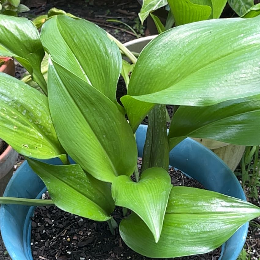 Photo of the plant species Peruvian Lily by @ZestyDecodon91 named Plato on Greg, the plant care app