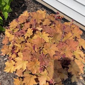 Photo of the plant species Carmel Coral Bells by @KeyBrushbox61 named Orlando Bloom on Greg, the plant care app