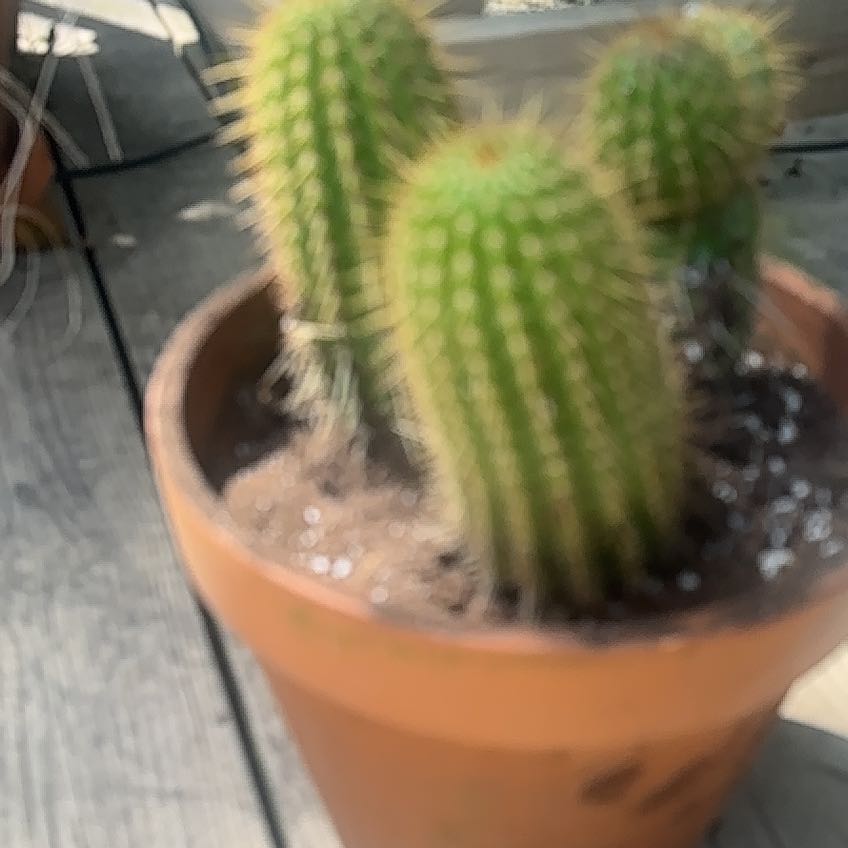 Photo of the plant species Trumpet Flower Cactus by @AceMarigold49 named Michelle Branch on Greg, the plant care app