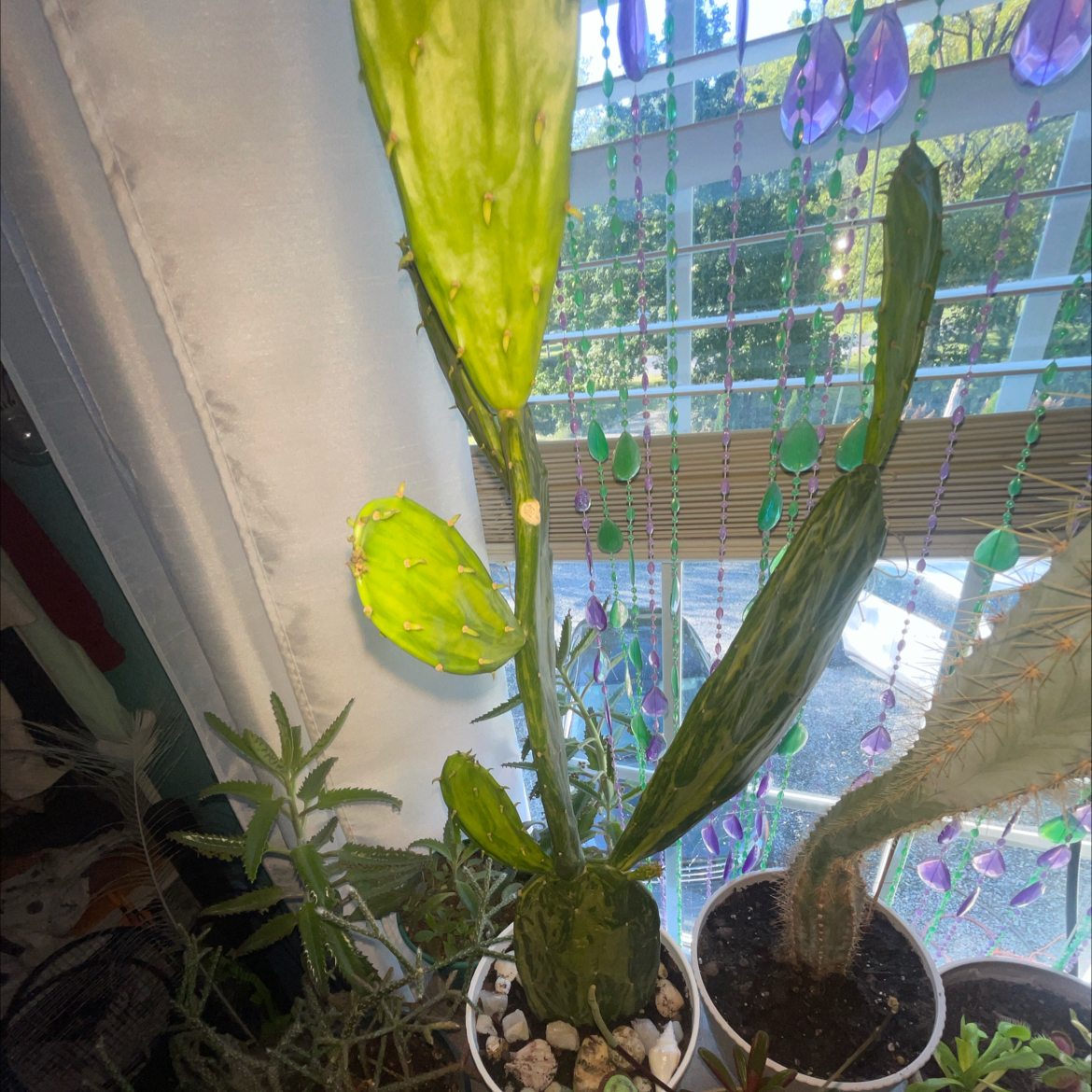 Photo of the plant species Variegated Prickly Pear Cactus by @BinasOasis named Mollie on Greg, the plant care app