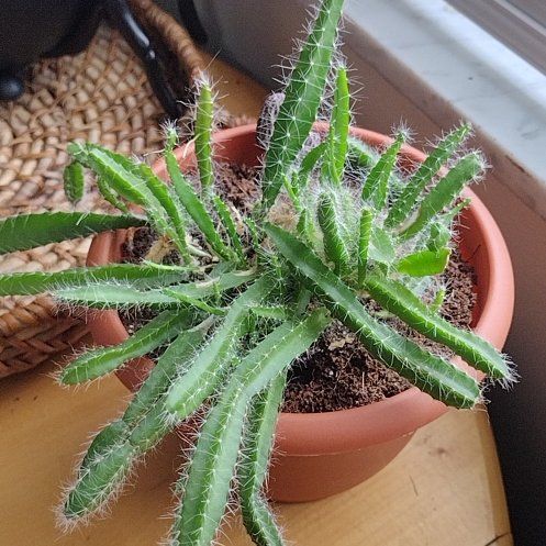 Photo of the plant species Dog Tail by @BeefyLarkspur29 named Harper on Greg, the plant care app