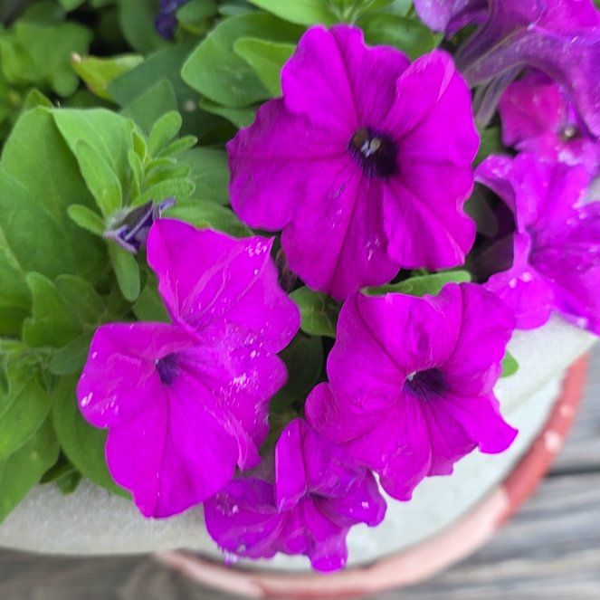 Photo of the plant species Petunia 'Cascadia' by @AcePrasium13 named Sir Plancelot on Greg, the plant care app