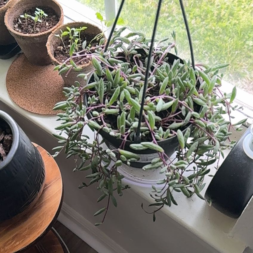 Photo of the plant species String Of Bananas by @LeadFittonia86 named Remington on Greg, the plant care app
