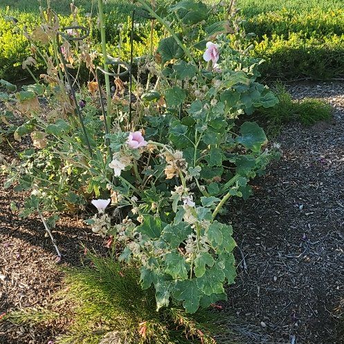 Photo of the plant species Devil's Claw by @PetLecanora31 named Gates on Greg, the plant care app