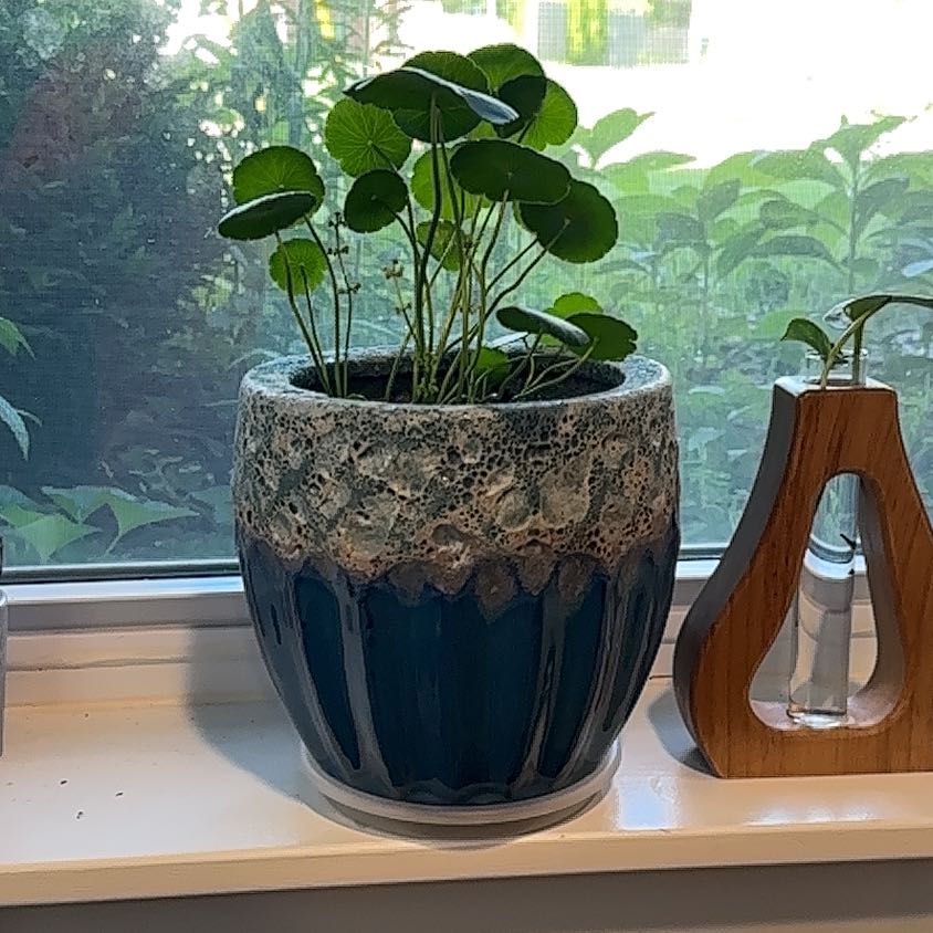 Photo of the plant species Marsh Pennywort by @LavishZzplant33 named Hemingway-Copper Coin (Office) on Greg, the plant care app