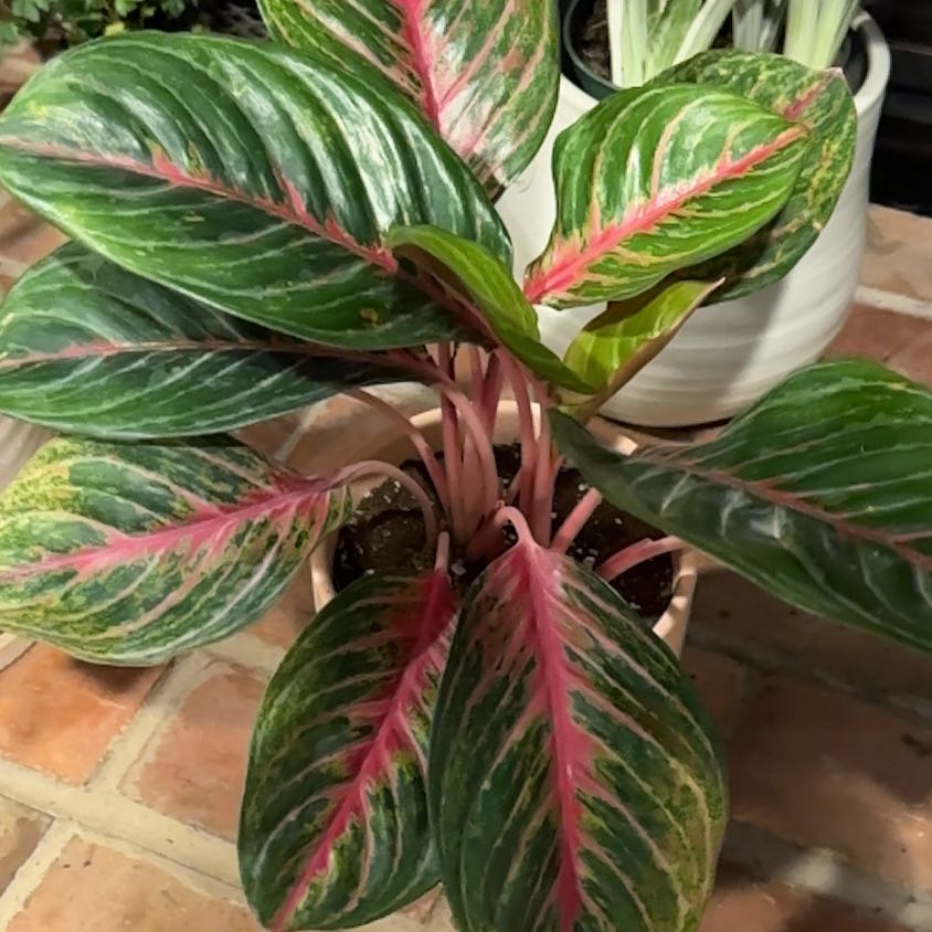 Photo of the plant species aglaonema moonstone by @LavishZzplant33 named Scarlett (Office) on Greg, the plant care app